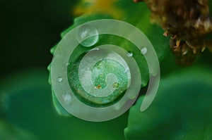 Drops of dew on the green grass. Raindrops on green leaves. Water drops. Macro photo