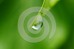 Drops of dew on the green grass. Raindrops on green leaves. Water drops. Macro photo