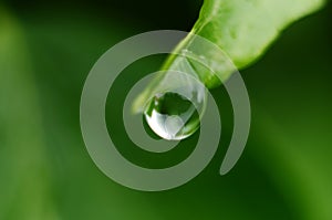 Drops of dew on the green grass. Raindrops on green leaves. Water drops. Macro photo