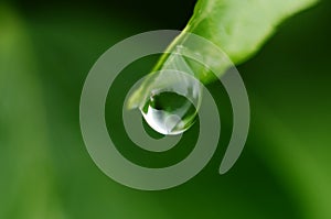 Drops of dew on the green grass. Raindrops on green leaves. Water drops. Macro photo