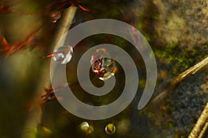 Drops of dew on the green grass. Raindrops on green leaves. Water drops. Macro photo