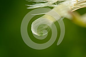 Drops of dew on the green grass. Raindrops on green leaves. Water drops. Macro photo