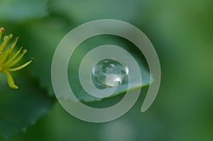 Drops of dew on the green grass. Raindrops on green leaves. Water drops. Macro photo