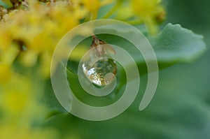 Drops of dew on the green grass. Raindrops on green leaves. Water drops. Macro photo