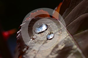 Drops of dew on the green grass. Raindrops on green leaves. Water drops. Macro photo