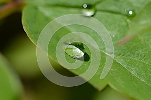 Drops of dew on the green grass. Raindrops on green leaves. Water drops. Macro photo