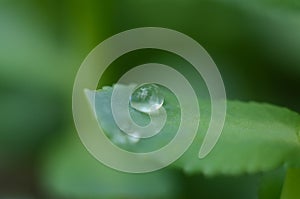 Drops of dew on the green grass. Raindrops on green leaves. Water drops. Macro photo