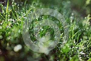 Drops of dew on the green grass on a sunny morning. Natural floral texture background. Selective focus, shallow depth of field.