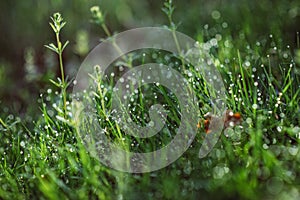 Drops of dew on the green grass on a sunny morning. Natural floral texture background. Selective focus, shallow depth of field.