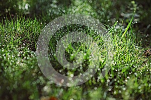 Drops of dew on the green grass on a sunny morning. Natural floral texture background. Selective focus, shallow depth of field.