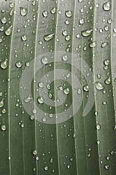 Drops of dew on green leaf. Water draps on banana leaf. Green leaf with dew. Nature after rain, close up. Freshness concept.