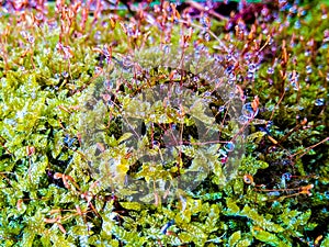 drops of dew on the green moss