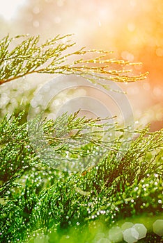 Drops of dew on juniper. Green juniper branches in the summer sun.
