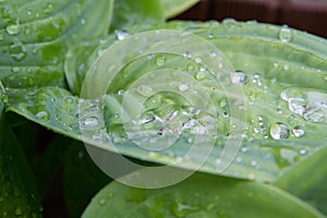 Drops of dew on a leaf photo