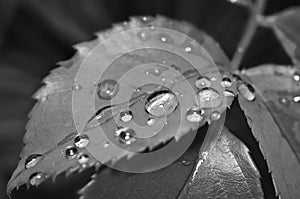 Drops of dew in leaves. Black and white nature background with morning fresh drops of transparent rain water on leaf. Black-and-
