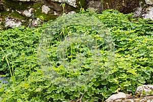 Drops  of dew on the leaves of green grass with blooming flowers in the early morning in the rays of the rising sun