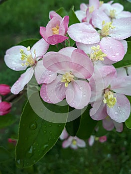 Drops of dew on pink spring flowers on tree