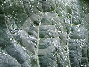 Drops of dew or rain on a fresh green leaf of cabbage or lettuce, close-up. Background, concept of organic vegetables, proper