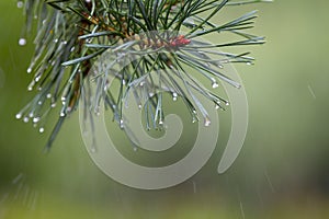 Drops of dew after the rain on pines and needles, the beginning of autumn, cooling.