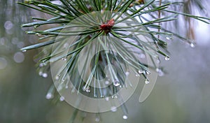 Drops of dew after the rain on pines and needles, the beginning of autumn, cooling.