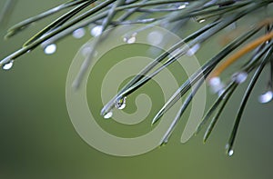 Drops of dew after the rain on pines and needles, the beginning of autumn, cooling.