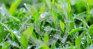 Drops of dew or rain sparkle on green grass_