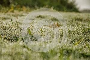 Drops of dew on the small blades of grass. Nature.