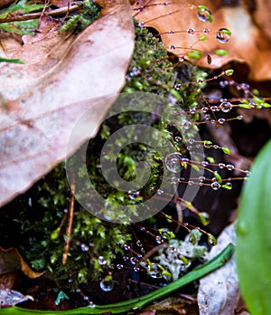 Drops of dew on the spring moss