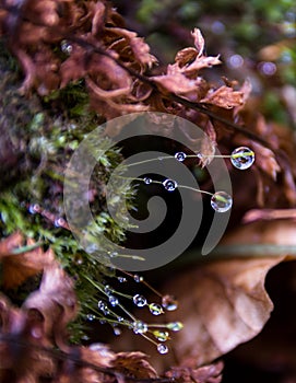 Drops of dew on the spring moss