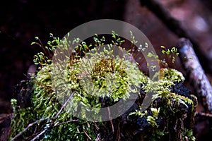 Drops of dew on the spring moss