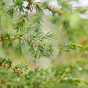 Drops of dew on the twig of juniper, macro