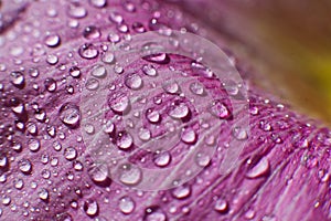 Drops of dew water on a flower petal