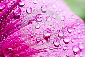 Drops of dew water on a flower petal