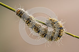 With drops of dew worm coiled on branch photo