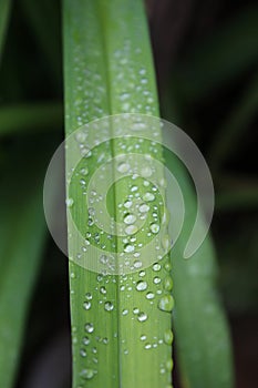 Drops, droplets of rain, water on the leaves of wild crin photo