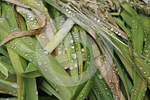 Drops, droplets of rain, water on the leaves of wild crin photo