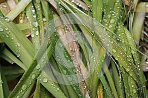 Drops, droplets of rain, water on the leaves of wild crin photo