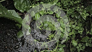 Drops falling on a puddle after rain, reflection green leaves