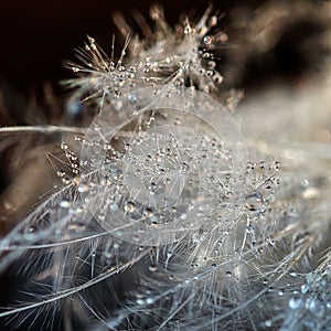 Drops on a feather, macro lens.