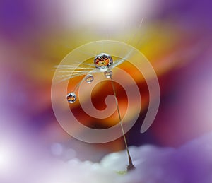 Drops on floral background closeup.Tranquil abstract art photography.Print for Wallpaper.Floral fantasy design.Nature,macro,orange