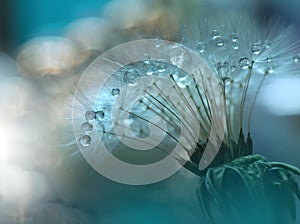 Dandelion Flowers.Art Design.Closeup Photography.Conceptual Abstract Wallpaper.Beautiful Nature Green Background.Celebration,drops photo