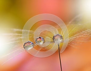 Drops on floral background closeup.Tranquil abstract closeup art photography.Print for Wallpaper...Floral fantasy design...