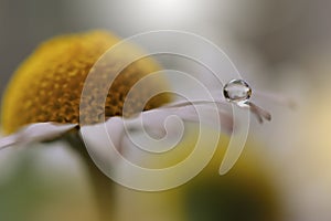 Drops on floral background closeup.Tranquil abstract closeup art photography.Print for Wallpaper...Floral fantasy design...