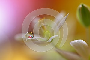 Drops on floral background closeup. Tranquil abstract closeup art photography. Print for Wallpaper. Floral fantasy design.
