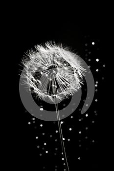 Drops flower dandelion black blowball beauty white macro monochrome art