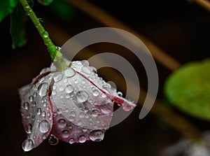 drops on flower petals photo