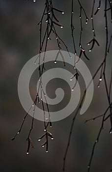 Drops of fog on the birch buds.