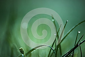 Drops of fresh dew on lush green grass, water droplets on grass, early morning macro nature background