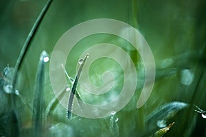 Drops of fresh dew on lush green grass, water droplets on grass, early morning macro nature background