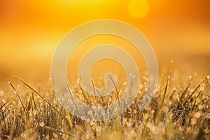 Drops of fresh morning dew macro on green grass